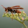 アシナガバチの成虫や、やや小さい若い蜂が10数匹留まっており、一斉に飛び上がった。